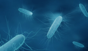 Clostridium-bacterie